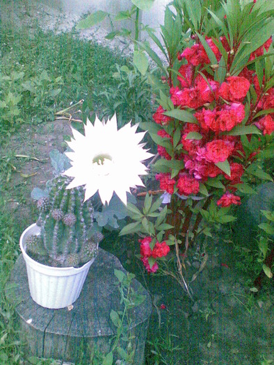 cactus inflorit - florile surorii mele