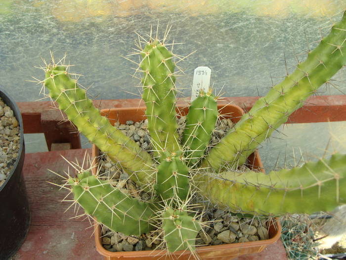 E.blanckii - Echinocereus