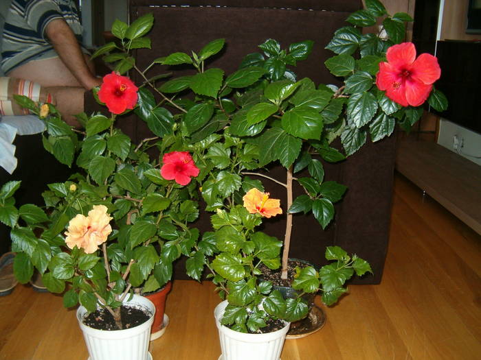 20-06 001 - hibiscus