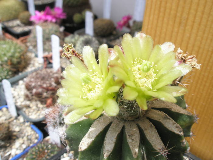 Echinocereus viridiflorus flori - 07.06