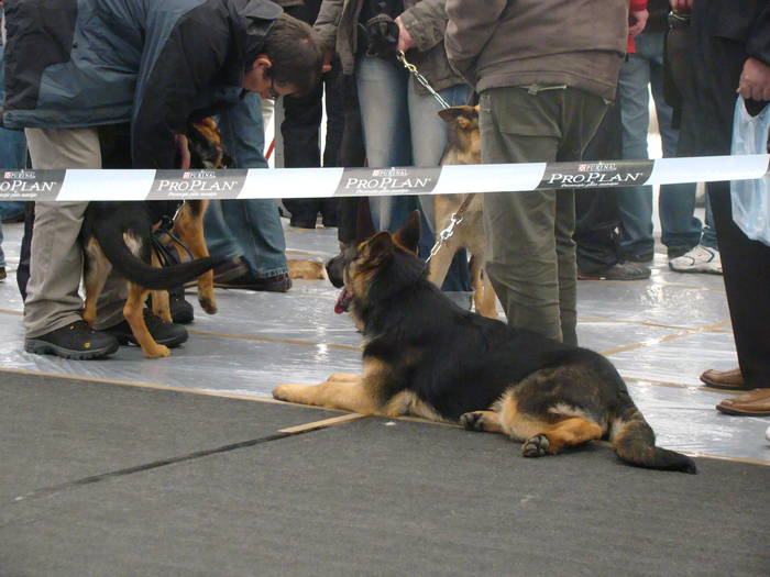 Picture 108 - Expo CACIB Cluj Napoca 15 11 2008