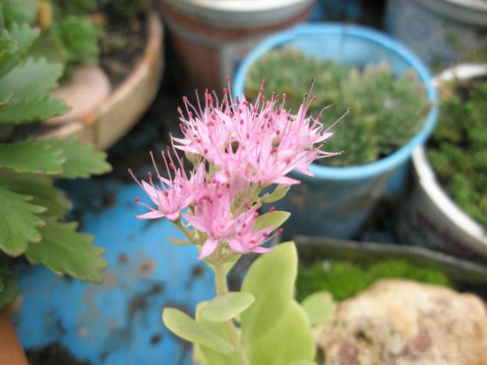 floare de Sedum spectabile - DIVERSE