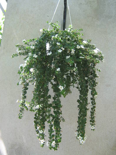 bacopa - bacopa