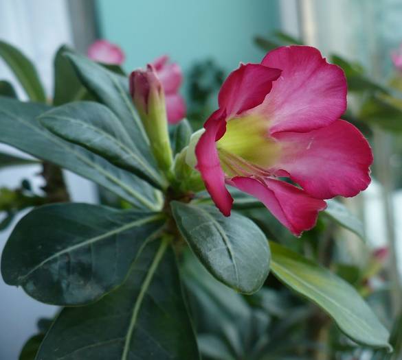 P1120577 - ADENIUM OBESUM