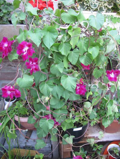 Ipomoea Morning Glory 5 aug 2009 - ipomoea - zorele