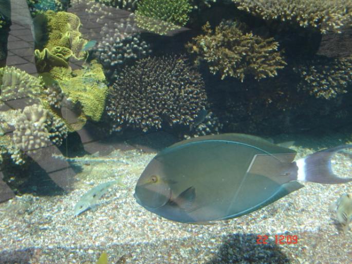 537 Israel - Eilat - The Observatory Marine Park - 2008 ISRAEL NOIEMBRIE