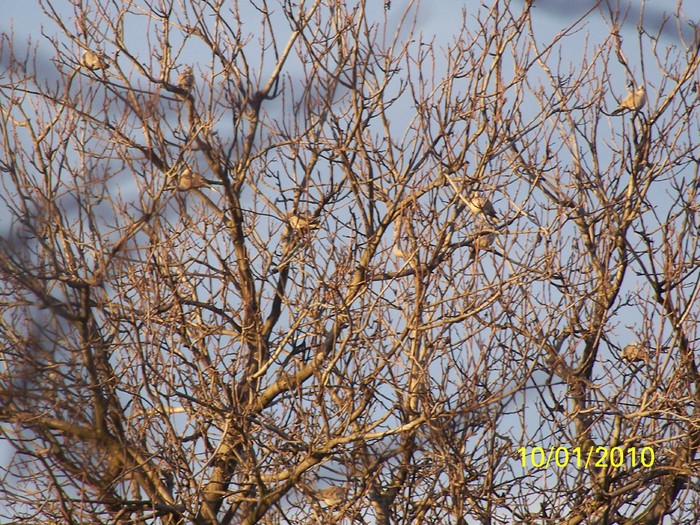 100_9030 - Cer Flori Pasari