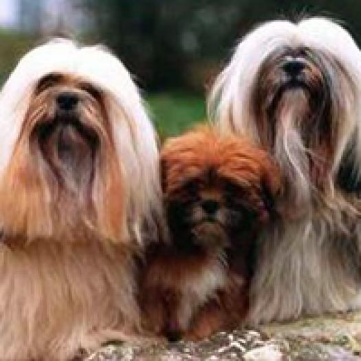 lhassa-apso-001