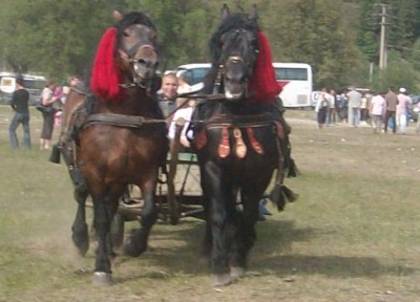 SANY0344 - cai la expozitie la Bucsoaia