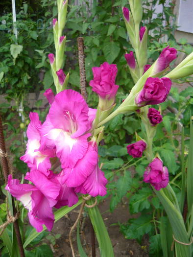 P1000886 - GLADIOLE SI CRINI