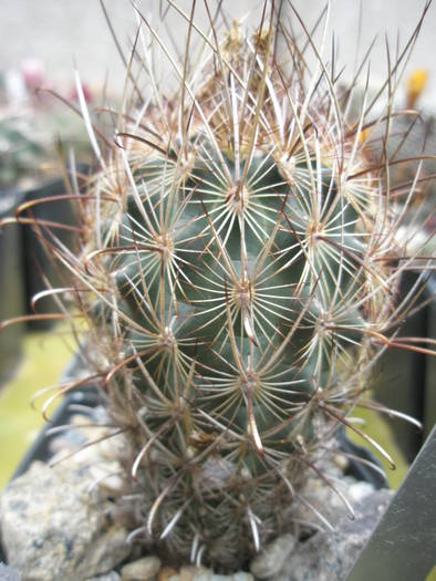 P6010099 - plantele lui George Nitu