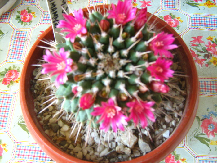 mamm  magnimamma; mammillaria magnimamma  no mai am
