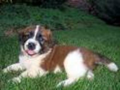 puppy - Saint Bernard