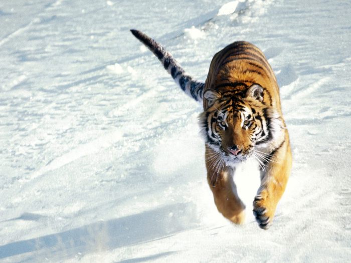 The Siege, Siberian Tiger - Animale