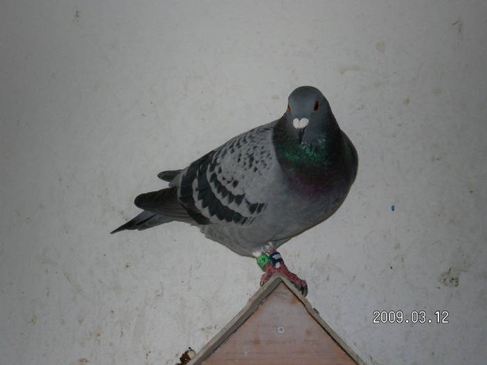 58 - porumbei Mihai si Gigi