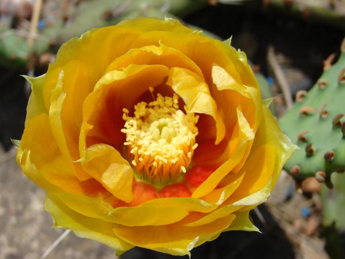 Opuntia humifusa, floare, detaliu. - Cactusi la Mangalia