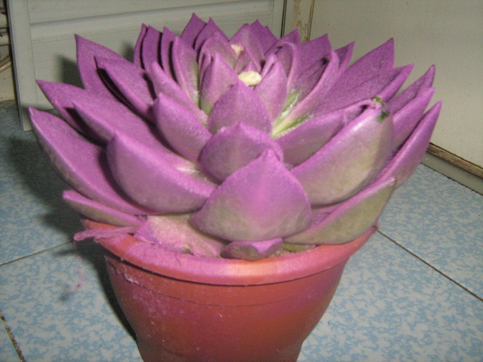 IMG_5851 - Echeveria 2009