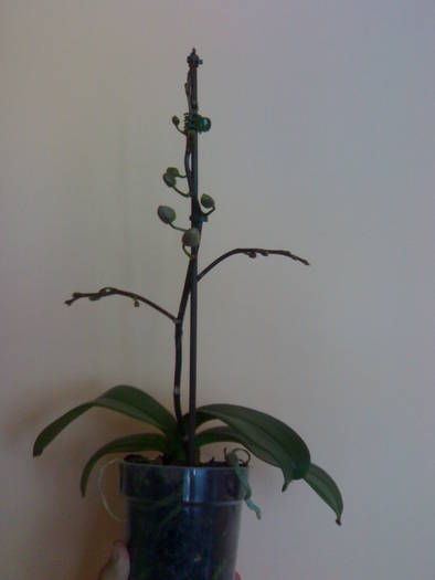 Tija a crescut mare si ramificata - Phalaenopsis NoID mov-alb 2009