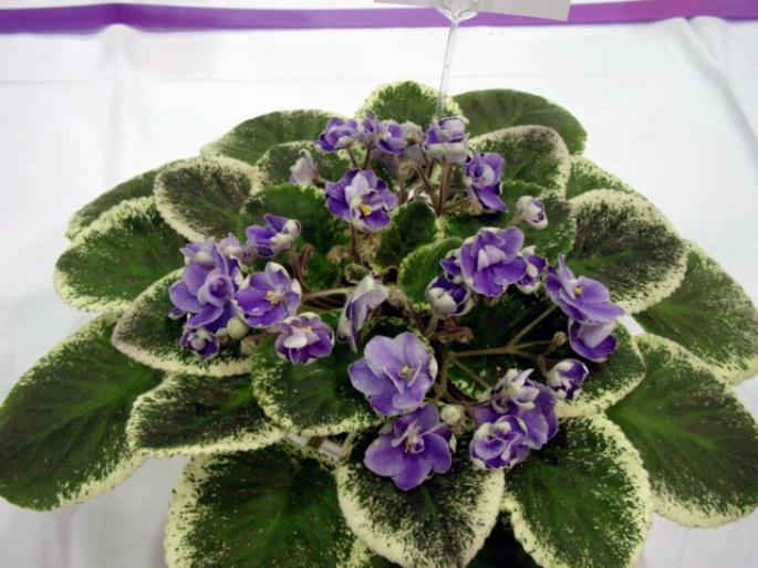 picasso_2005avsa - violete de pe net 1