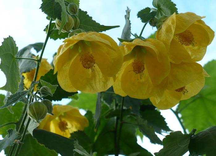 P1130319 - ABUTILONI