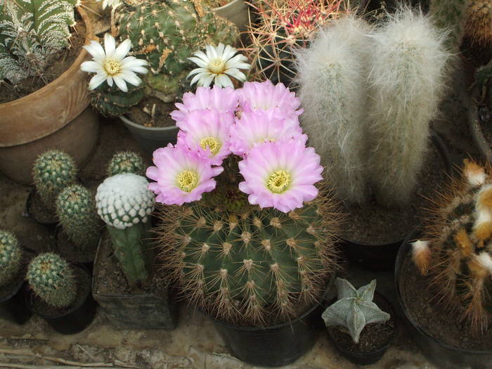 Achantocalycium violaceum