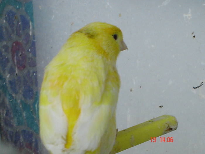 DSC03960 - canari poze 2009