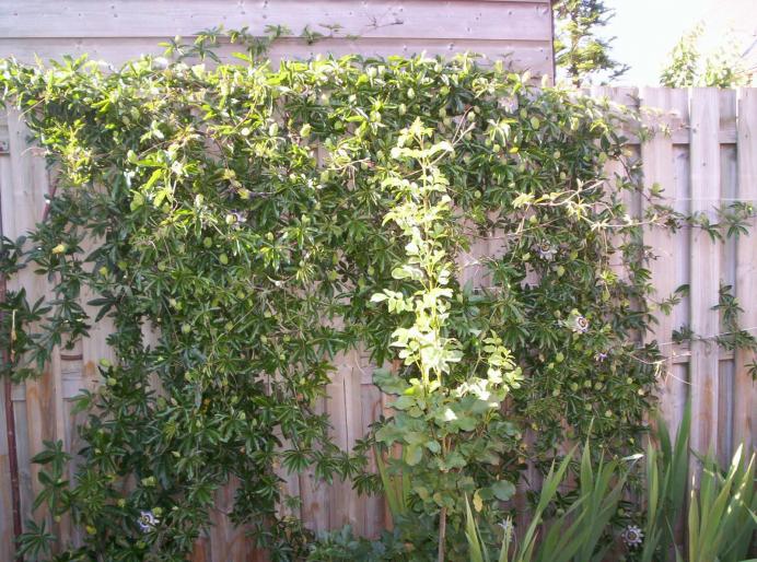 passiflora iulie 2006 (2 - cataratoare