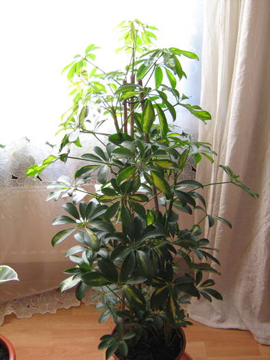 schefflera