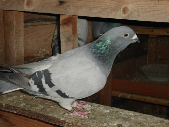 46 - E Porumbei Voiajor Standard Vechi