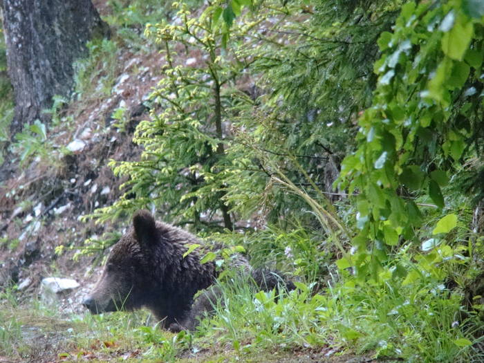 087 - Sinaia mai 2009