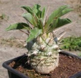 pachypodium namaquanum - PLANTE DORITE