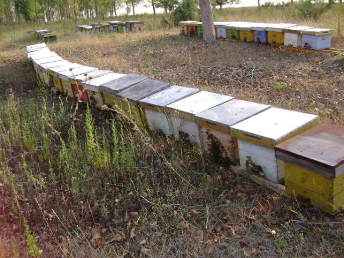 DSC02363 - apicultura anul2008