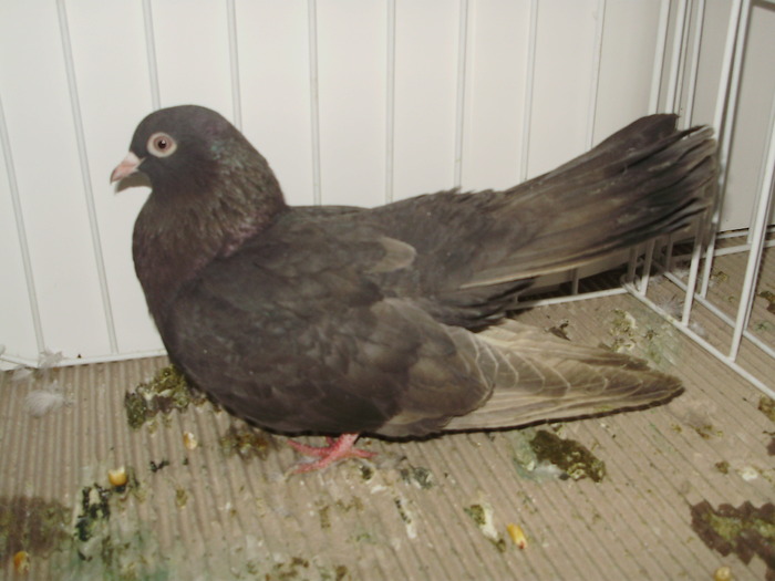 roller timi 5 - 1509 rom juc 1