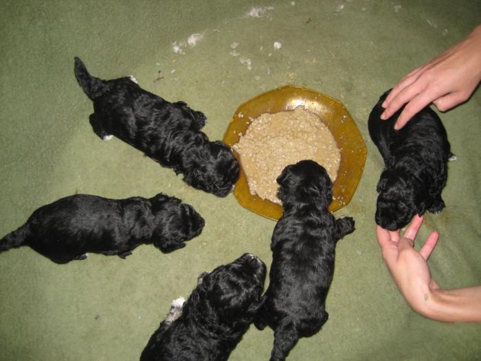 Prima incerare de mincare - Cateii