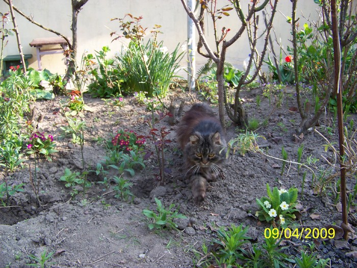 100_0426 - Primavara in curte  Timisoara