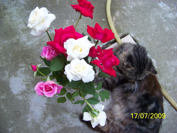 100_7960 - Miky vedeta - motanul