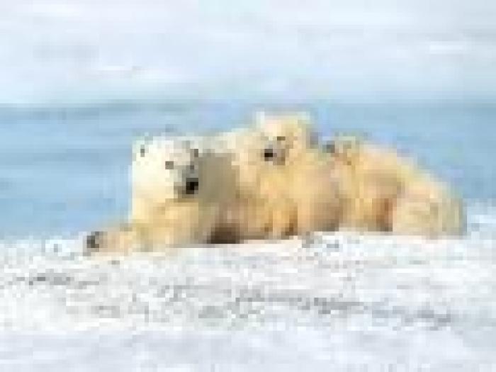 Bears Ursi Wallpapers 6