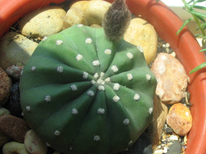Echinopsis subdenudata - iunie 2009