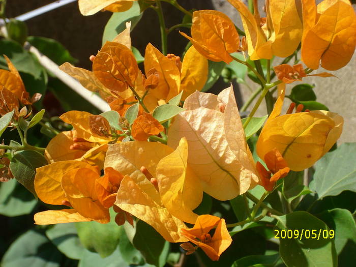 Picture 002; bougainvilea
