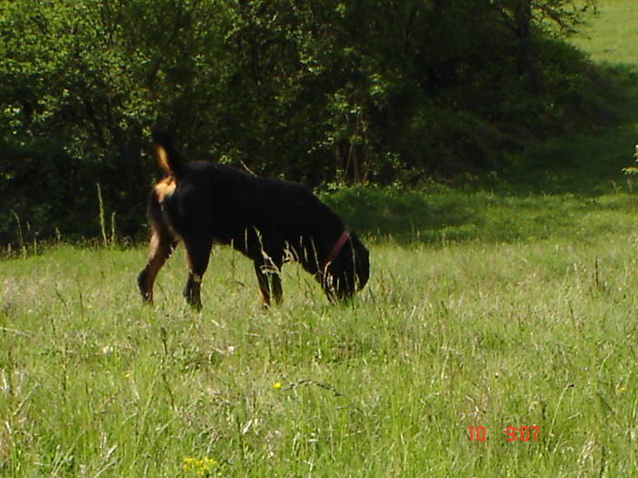 DSC04831 - BELLA poze noi