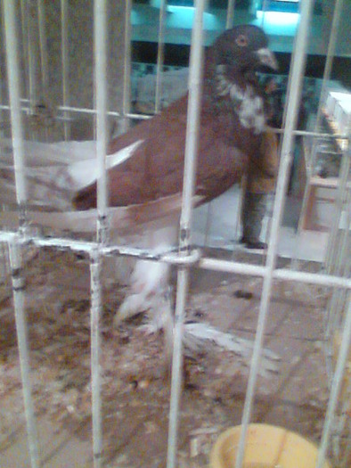 Imag054 - EXPO SATU MARE 2009