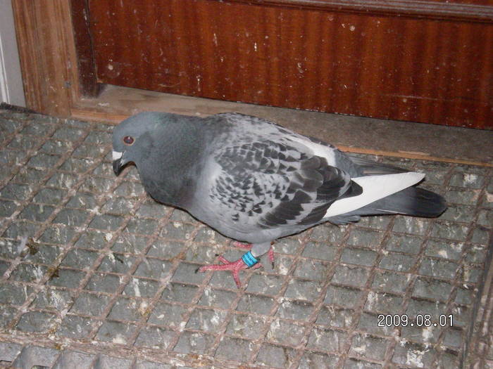 95 - pui porumbei 2009