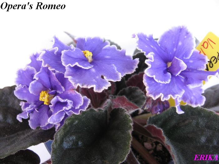 Opera's Romeo 2009 jun 6 - Violete de colectie
