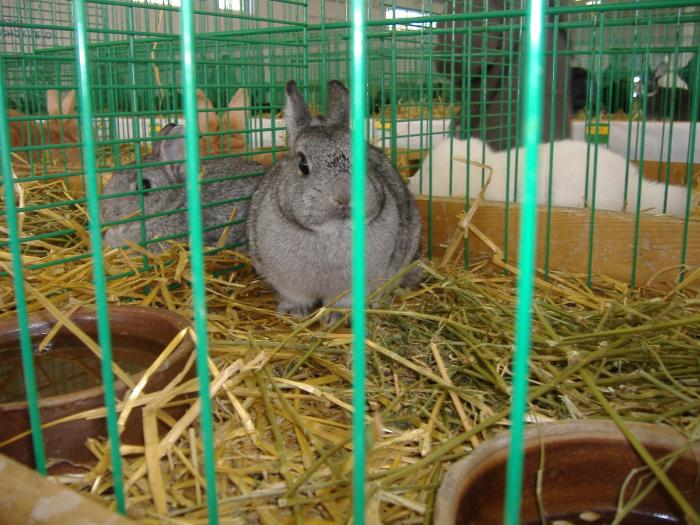 Nitra 06.12.2008 099