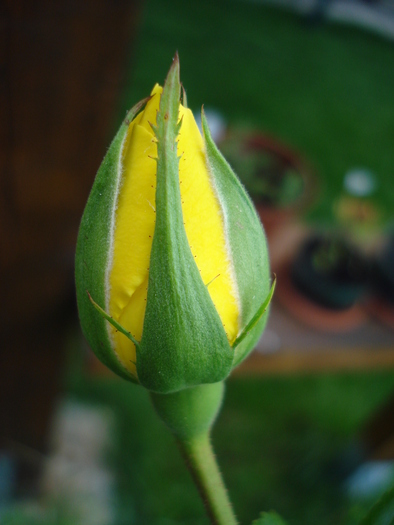 Rose Golden Showers (2009, August 12)