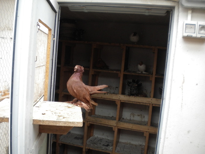 Picture 212 - Raicu 1