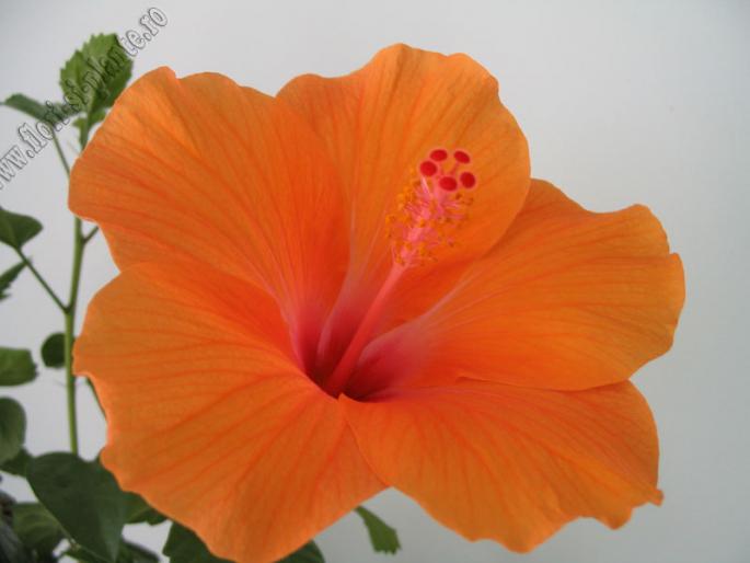 Hibiscus portocaliu 3 - Hibiscus