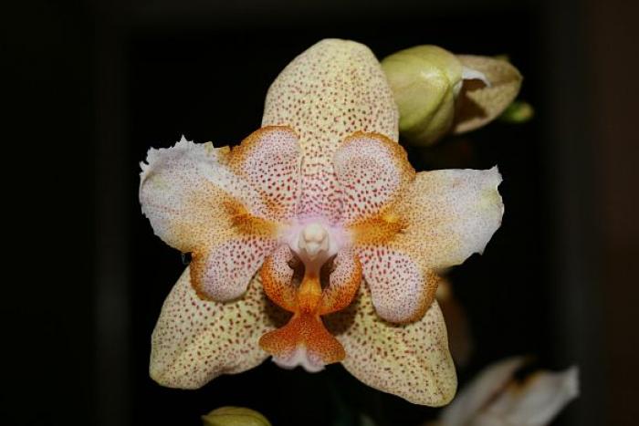 phalaenopsis - orhidee