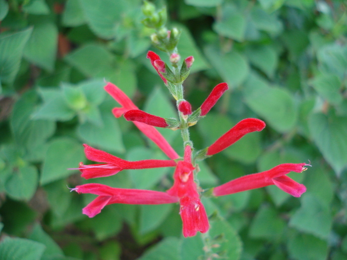 Salvia splendens (2009, August 25) Salvia splendens (2009, August 25)