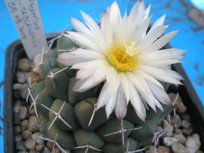 Coryphantha maiz-tablasensis - 7.10 - Coryphantha